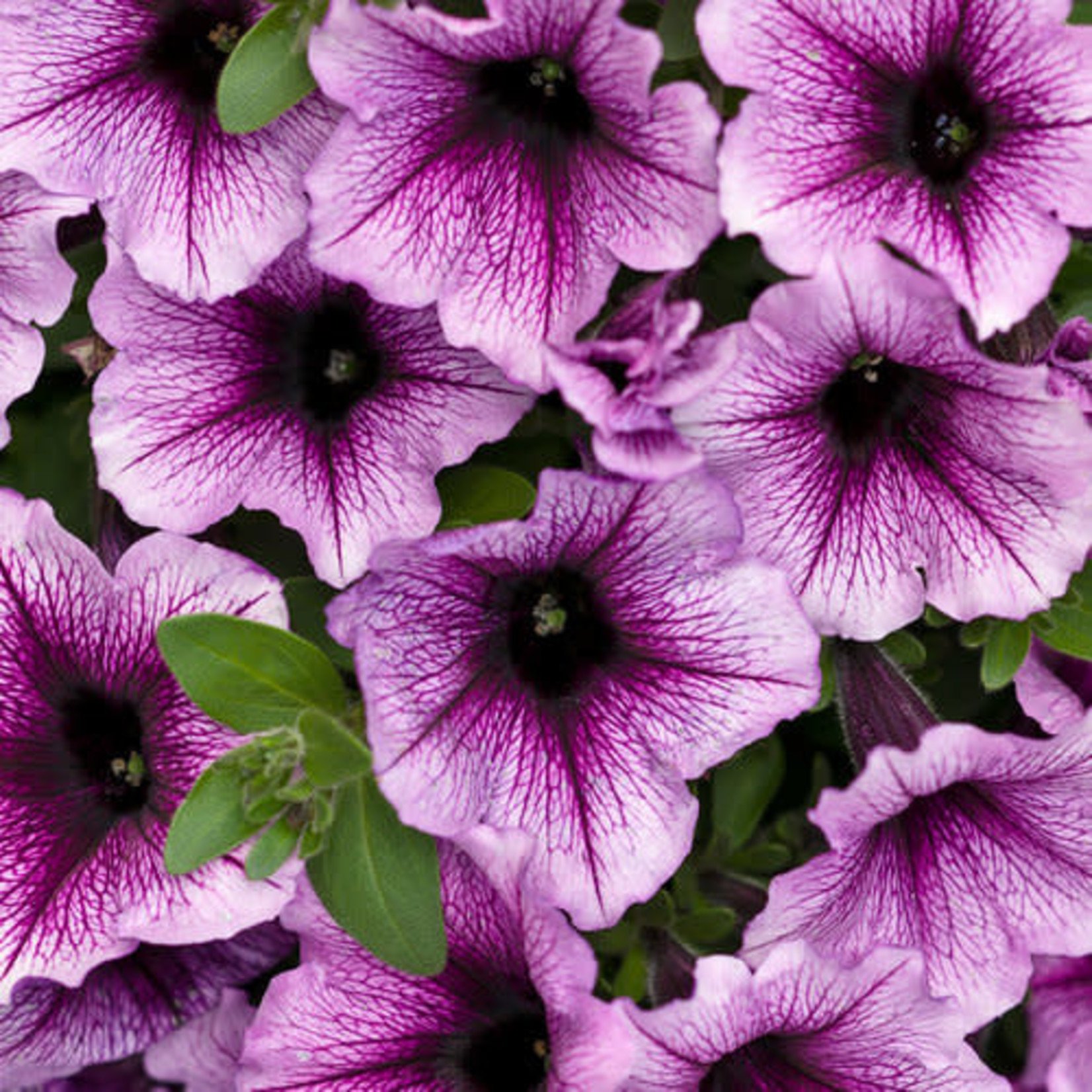 Proven Winners Pre-book Petunia Supertunia®