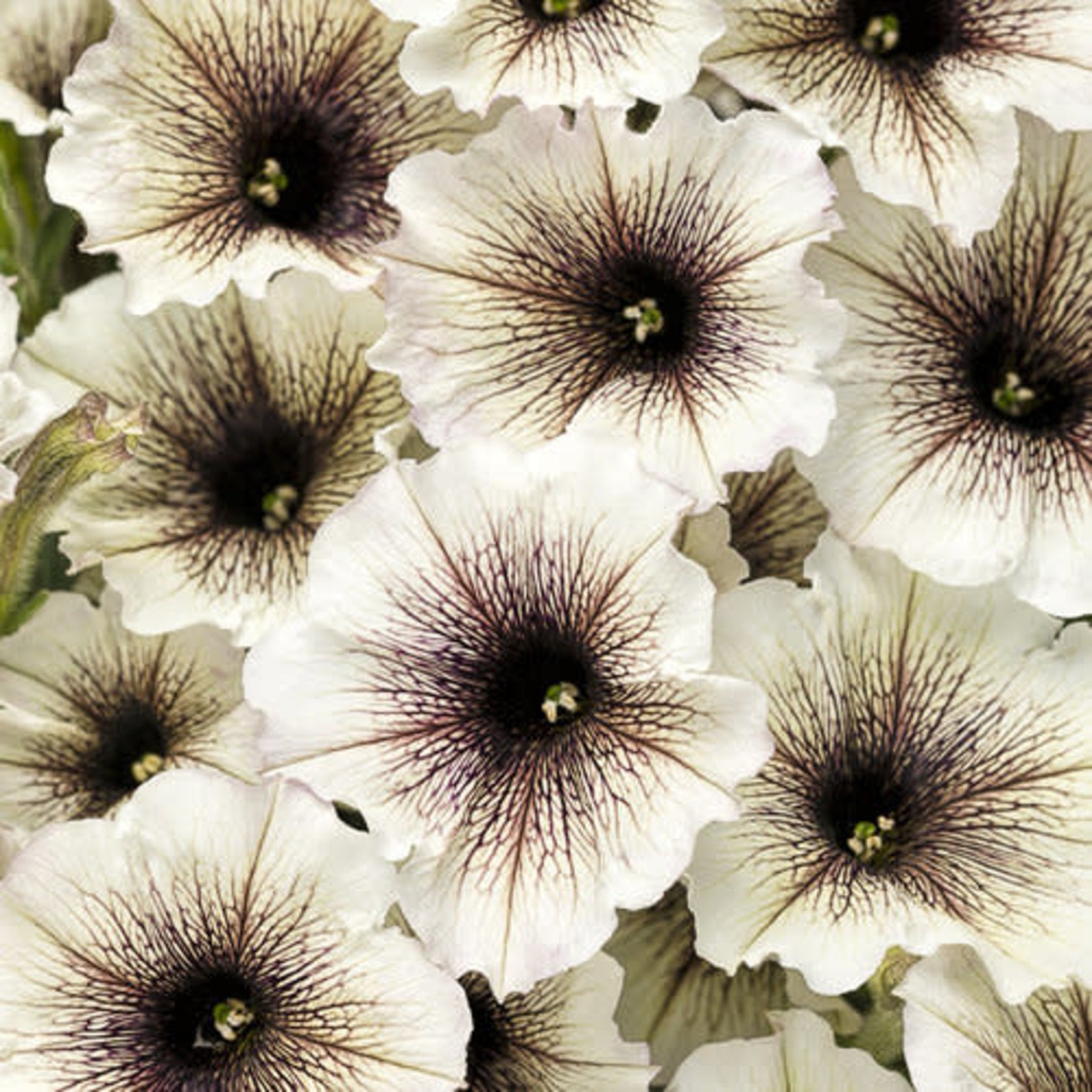 Proven Winners Pre-book Petunia Supertunia®