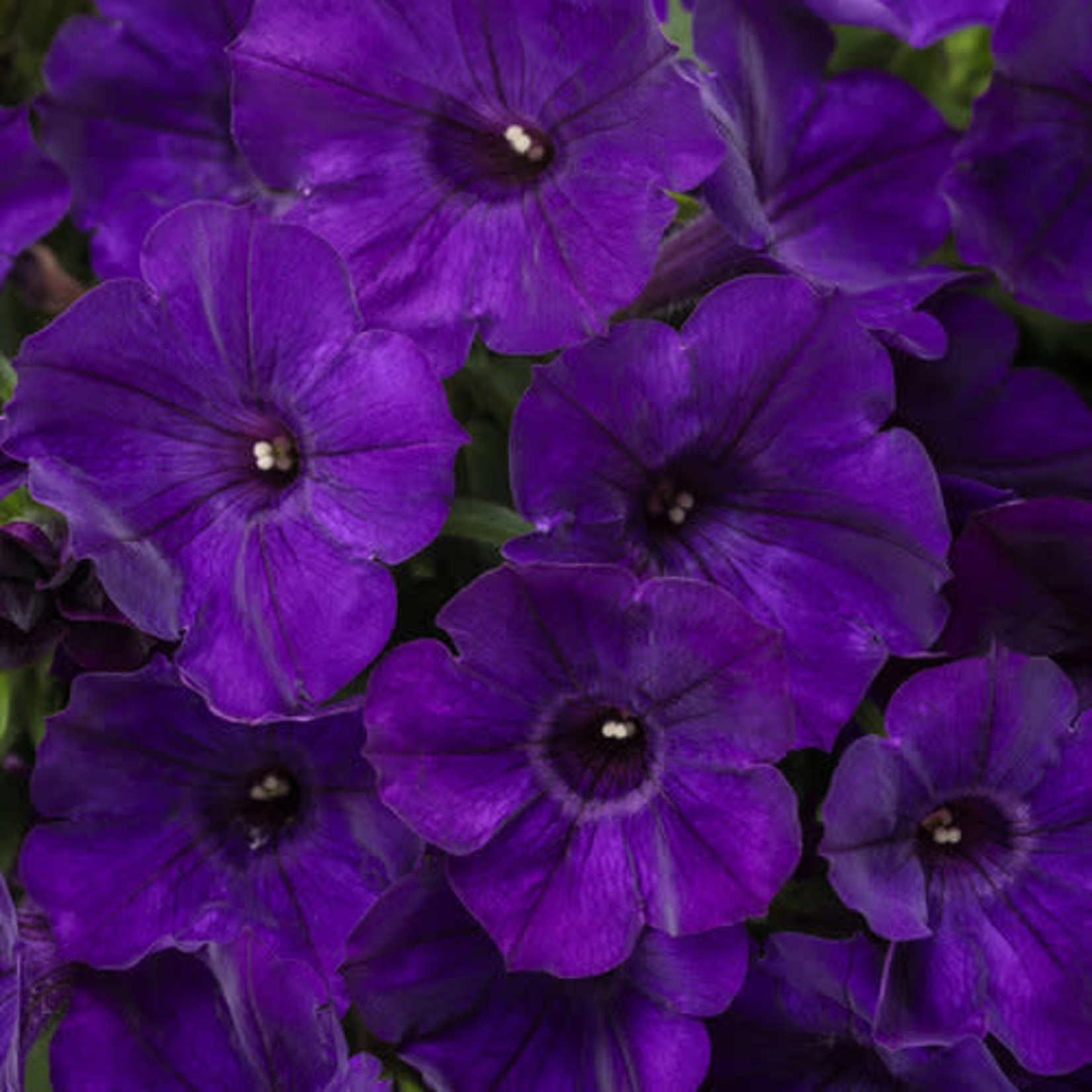 Proven Winners Pre-book Petunia Supertunia®