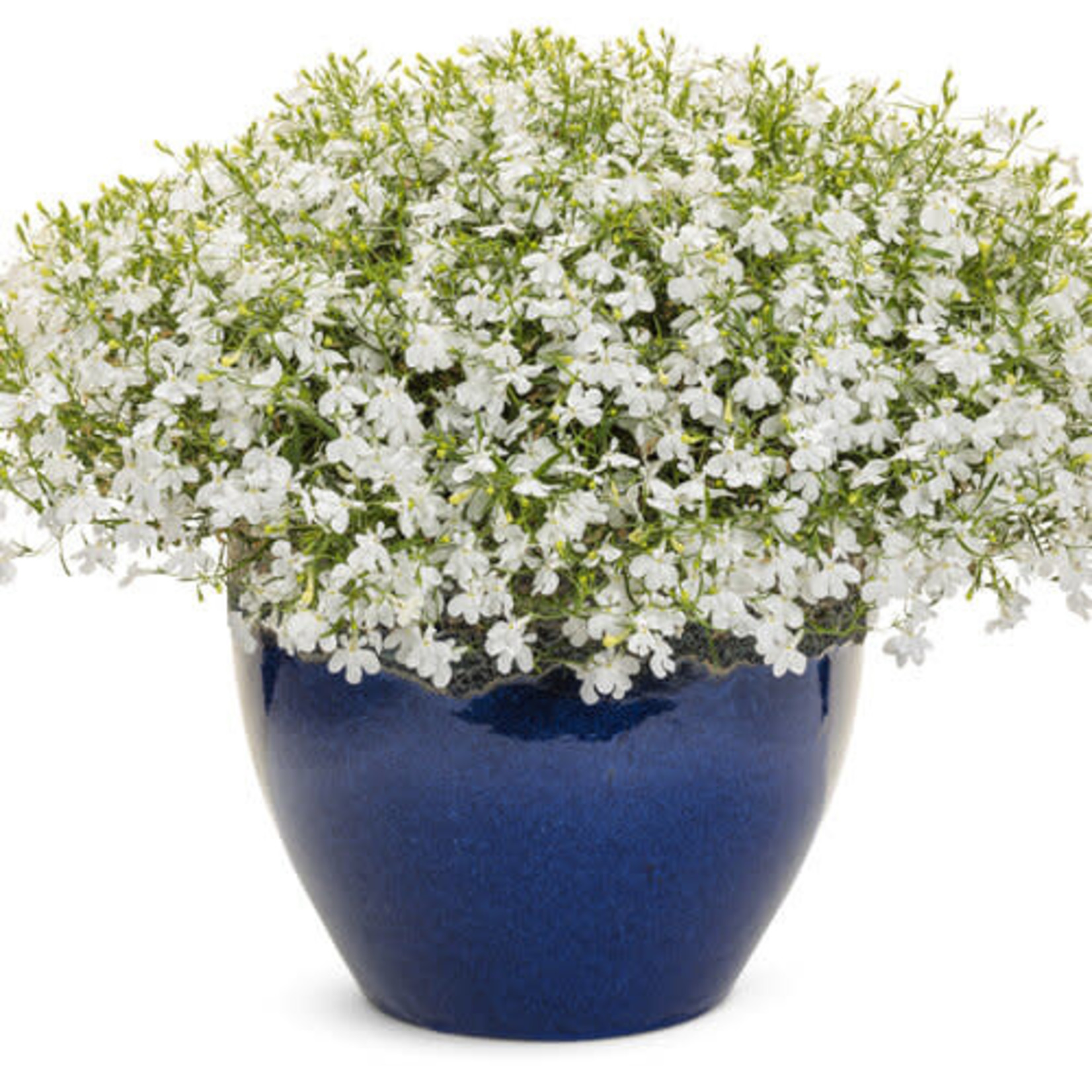 Proven Winners Pre-book Lobelia Laguna®