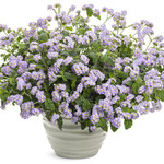 Proven Winners Pre-book Heliotrope