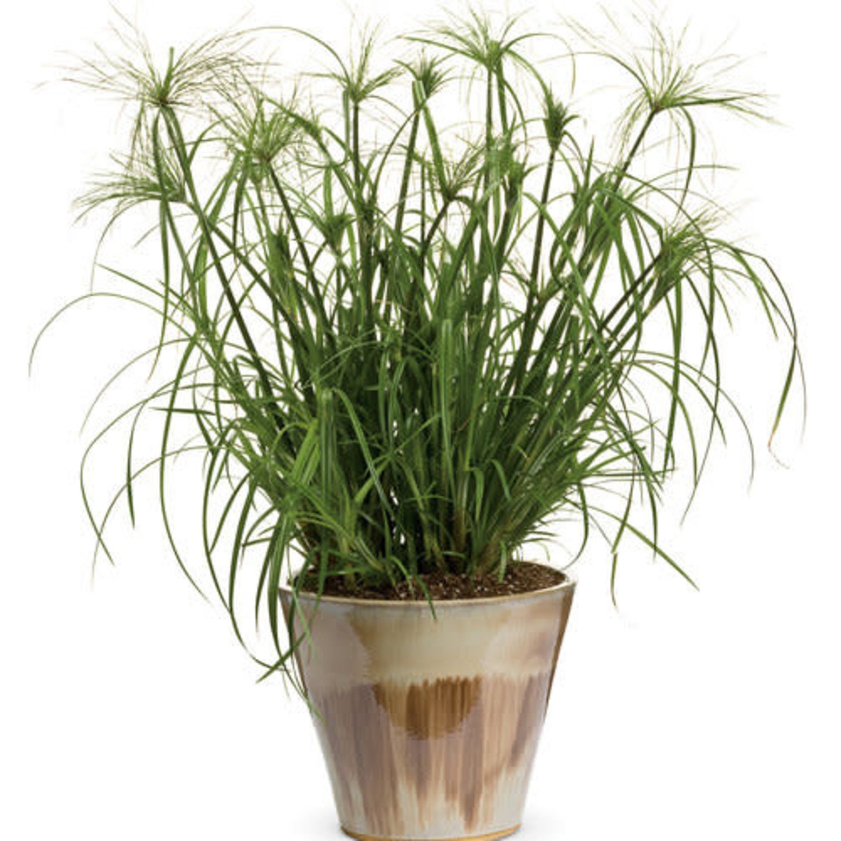 Proven Winners Pre-book Graceful Grasses® Tut
