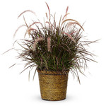 Proven Winners Pre-book Graceful Grasses® Purple Fountain