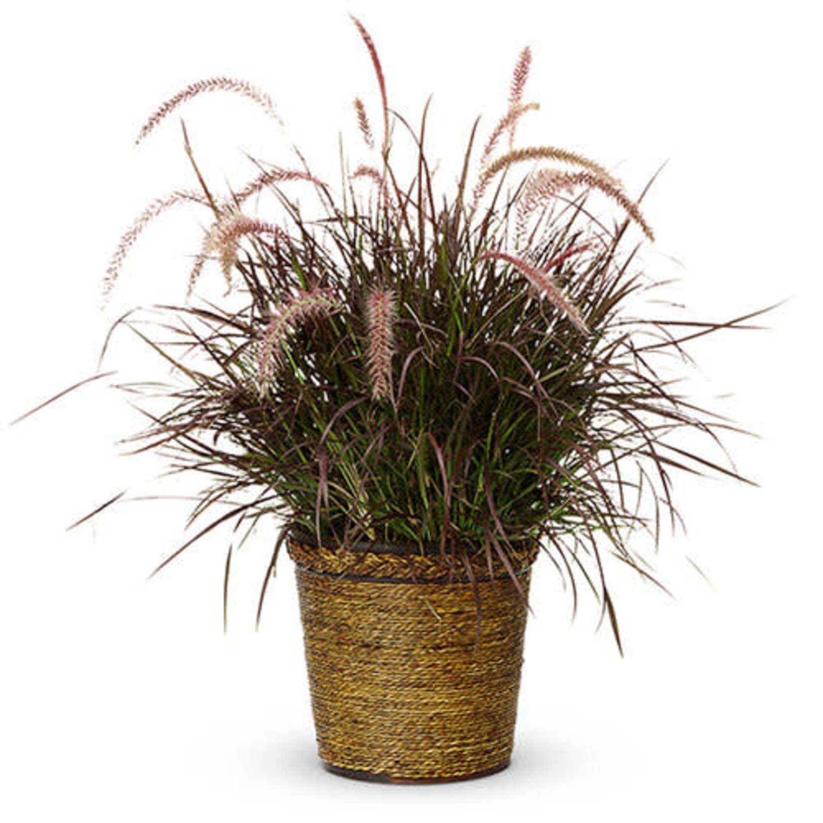 Proven Winners Pre-book Graceful Grasses® Purple Fountain