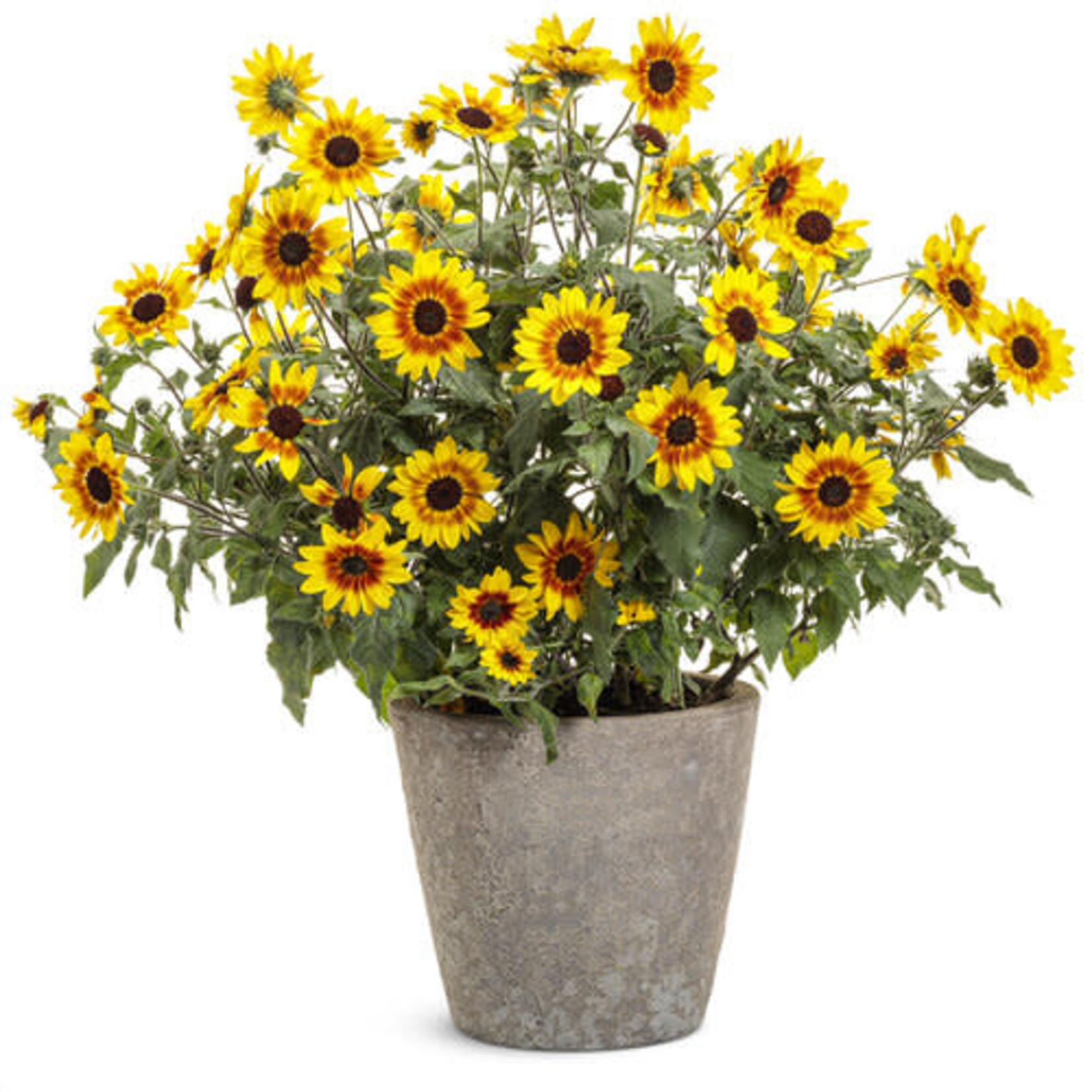 Pre-book Helianthus Suncredible