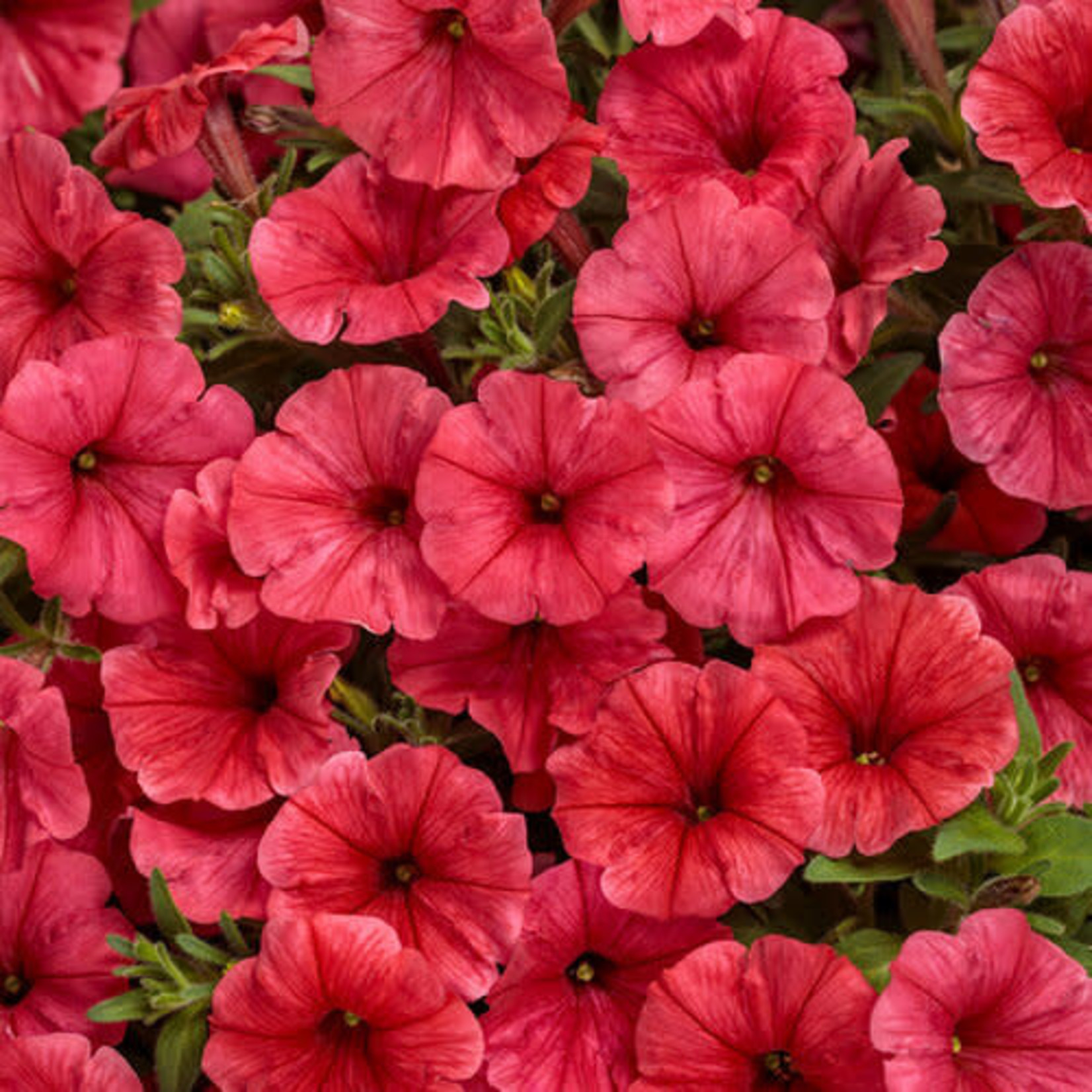 Proven Winners Pre-Book Petunia Supertunia Mini Vista