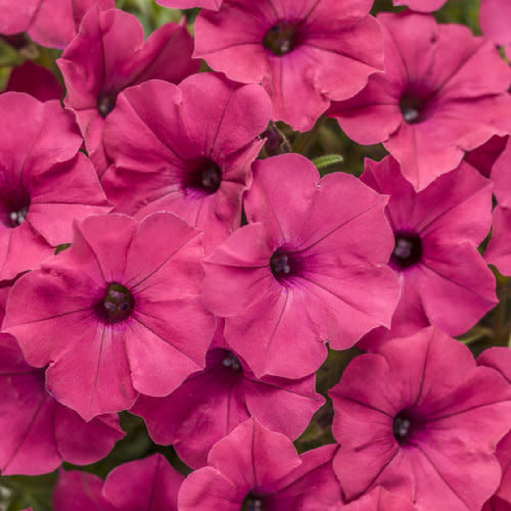 Proven Winners Pre-book Petunia Supertunia Vista®