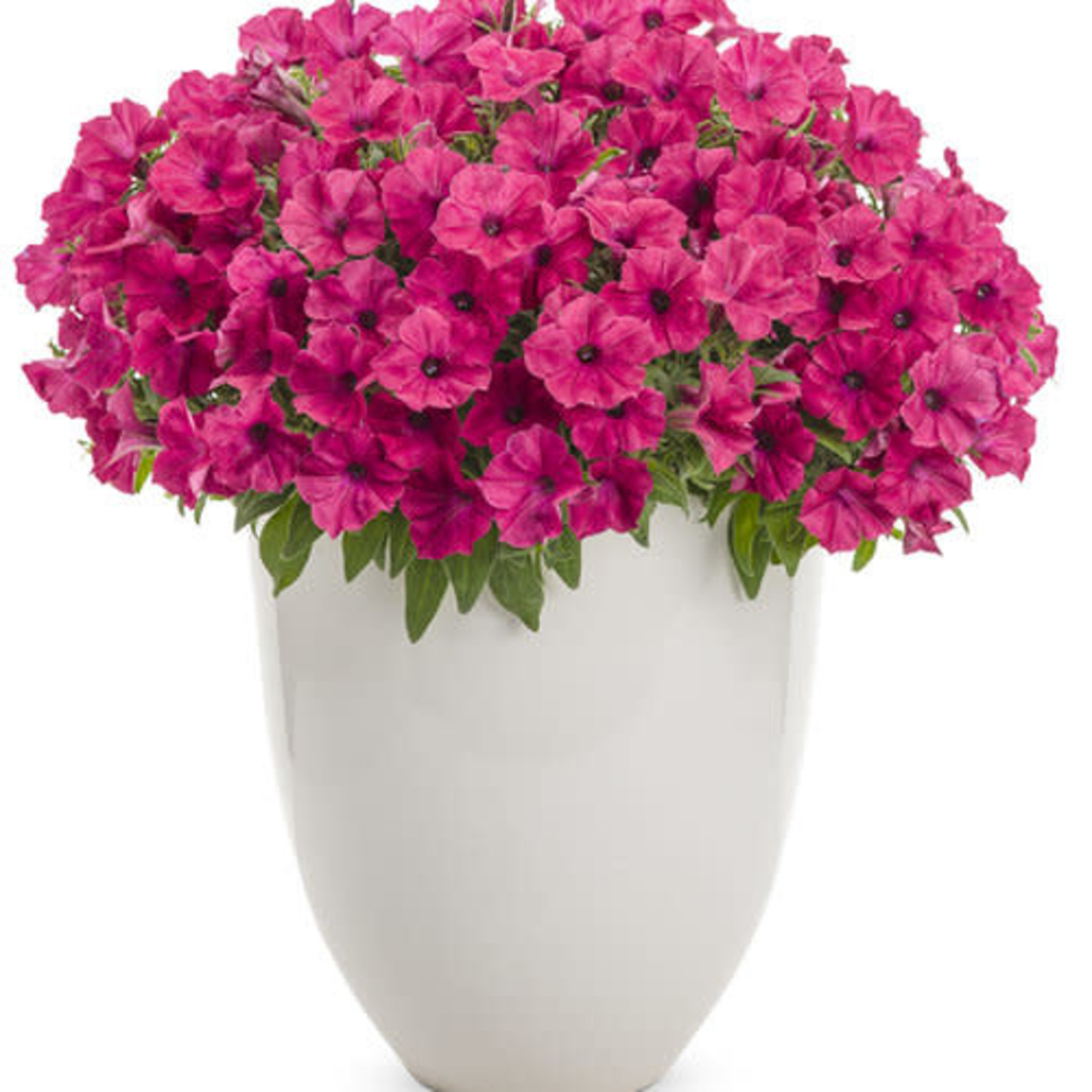 Proven Winners Pre-book Petunia Supertunia Vista®