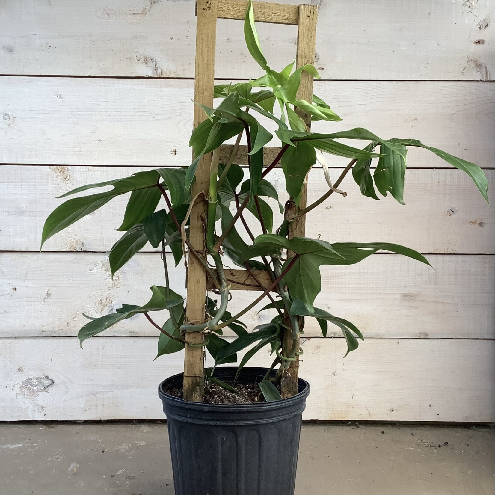 Philodendron Florida on Trellis