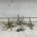 Air Plant- Assorted