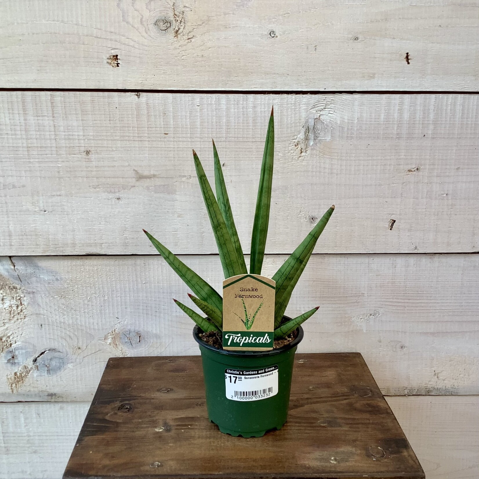 Sanseveria Fernwood - 4"