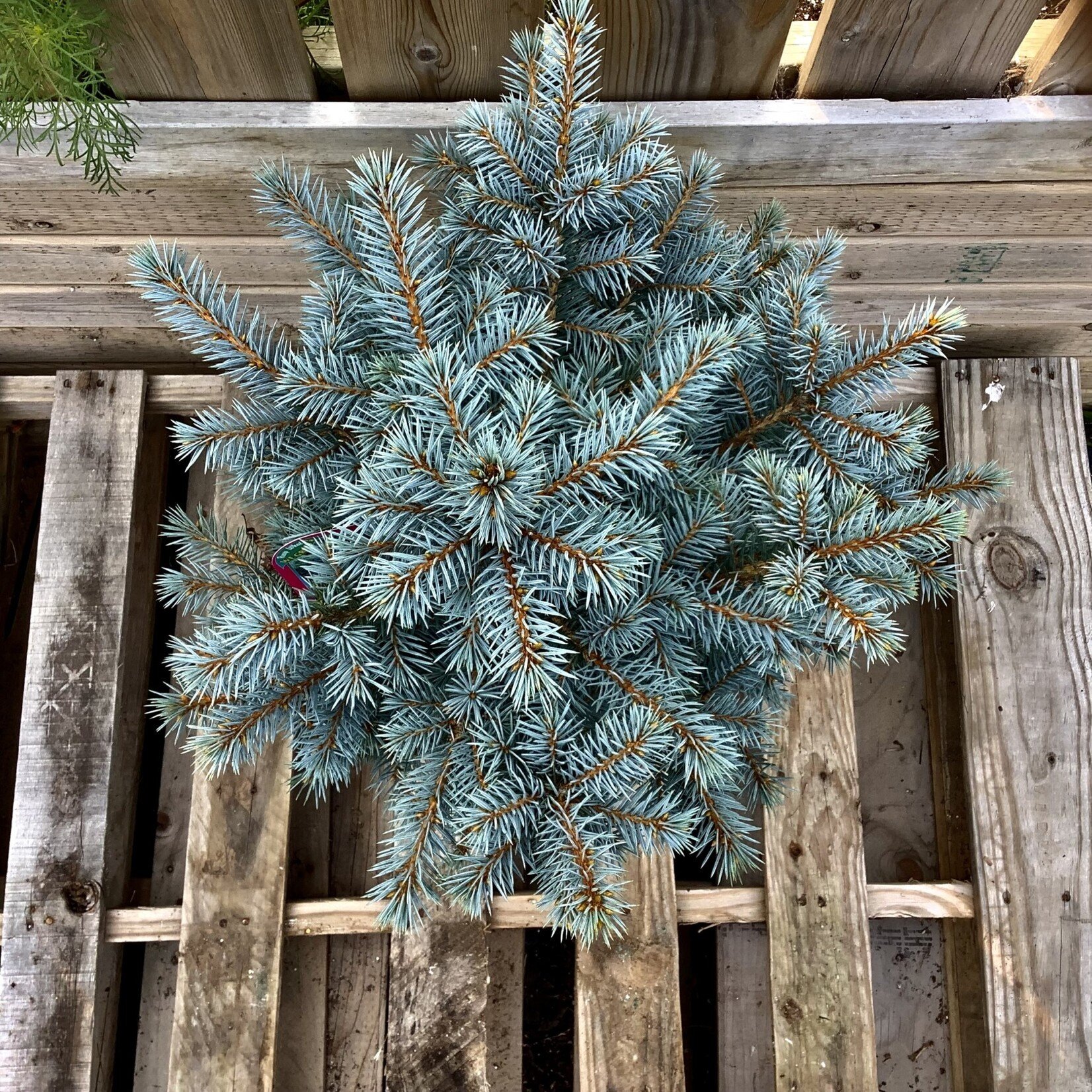 Sester's Dwarf Blue Spruce