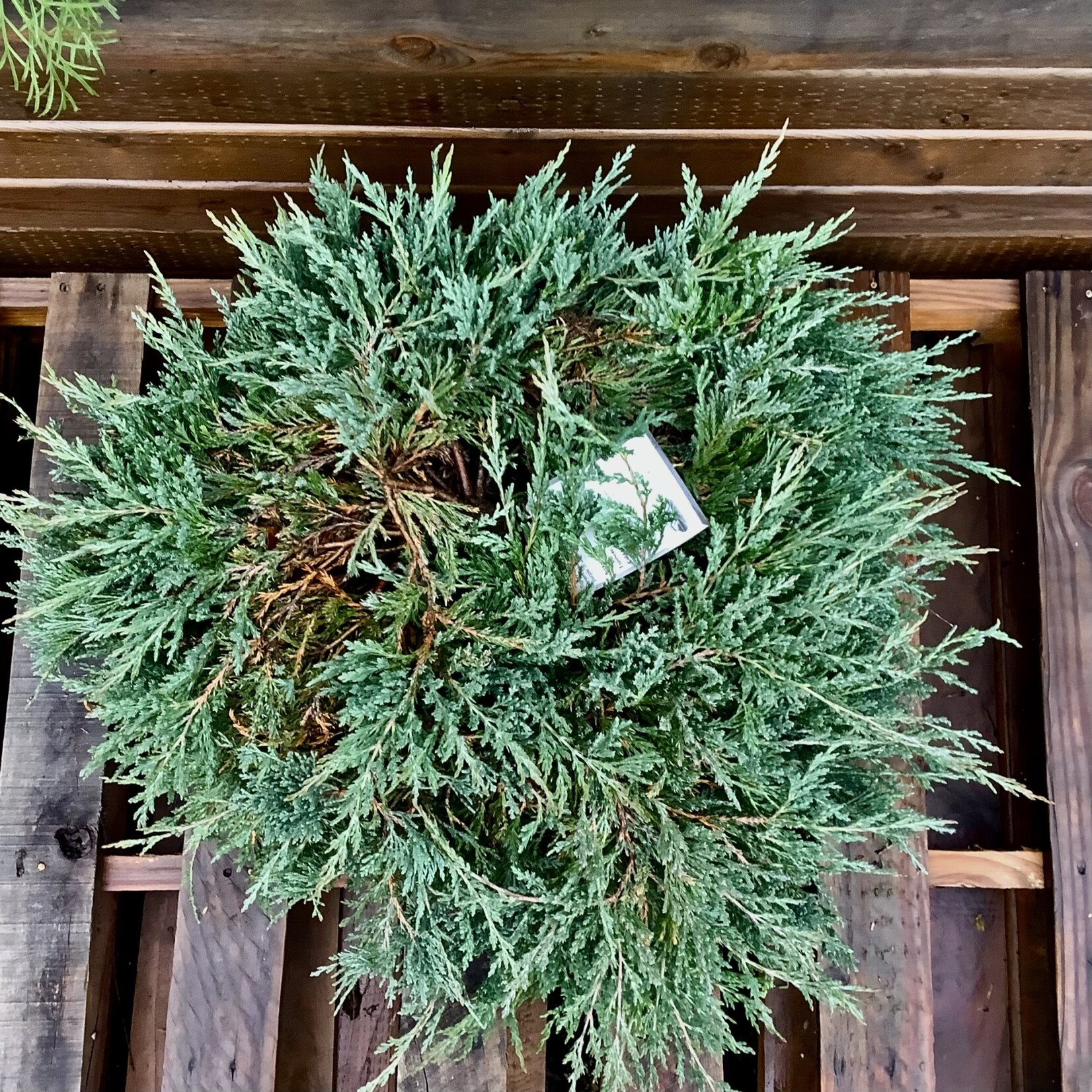 Bar Harbor Juniper