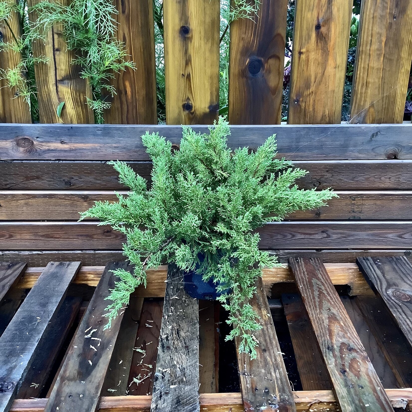 Juniper, New Blue Tamarix #1