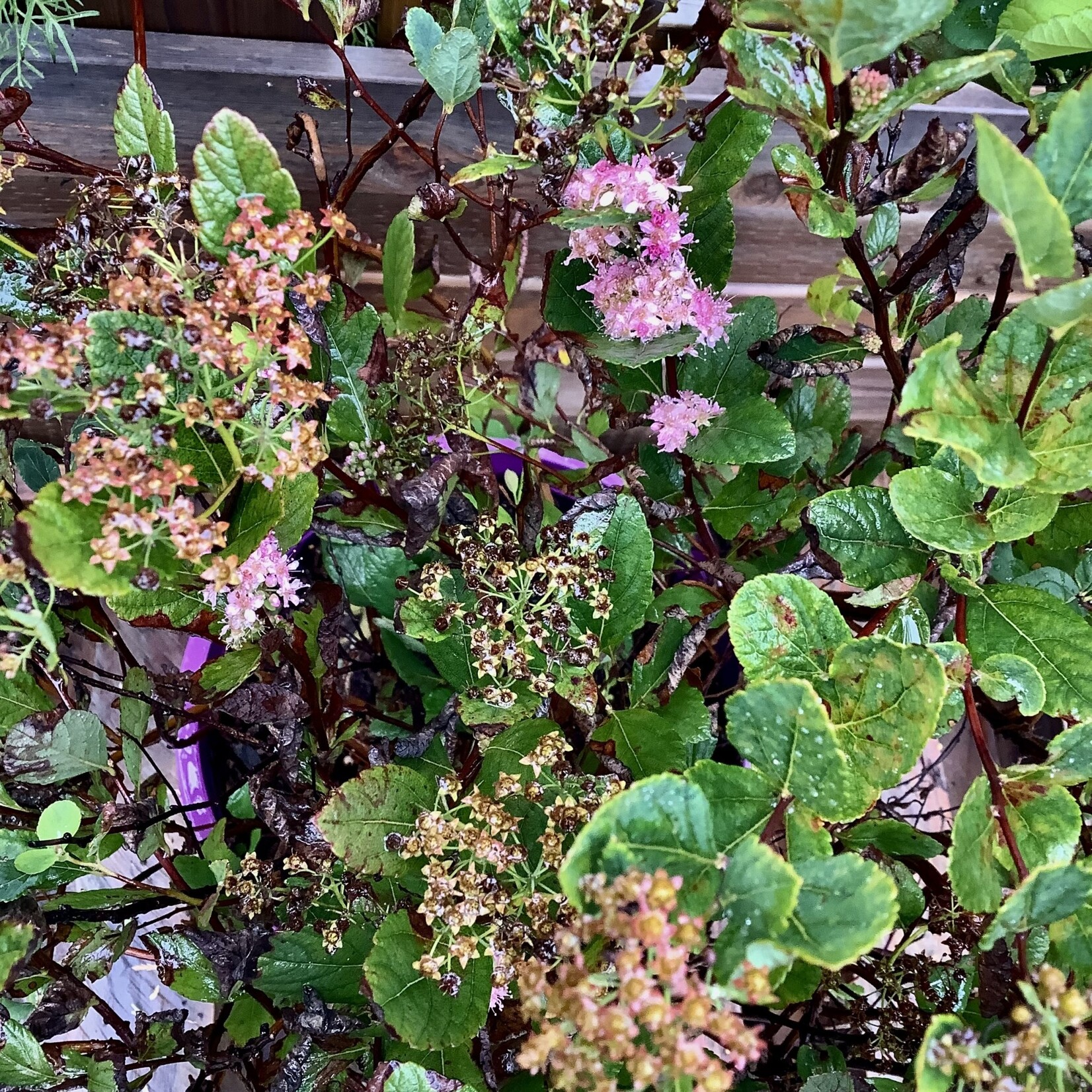 Pink Sparkler‚Ñ¢ Birchleaf Spirea