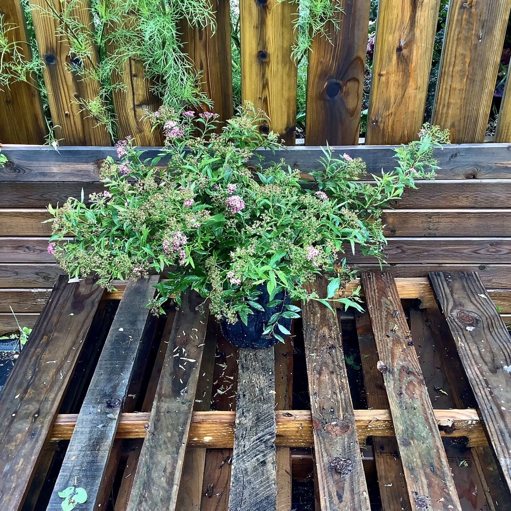 Shirobana Spirea