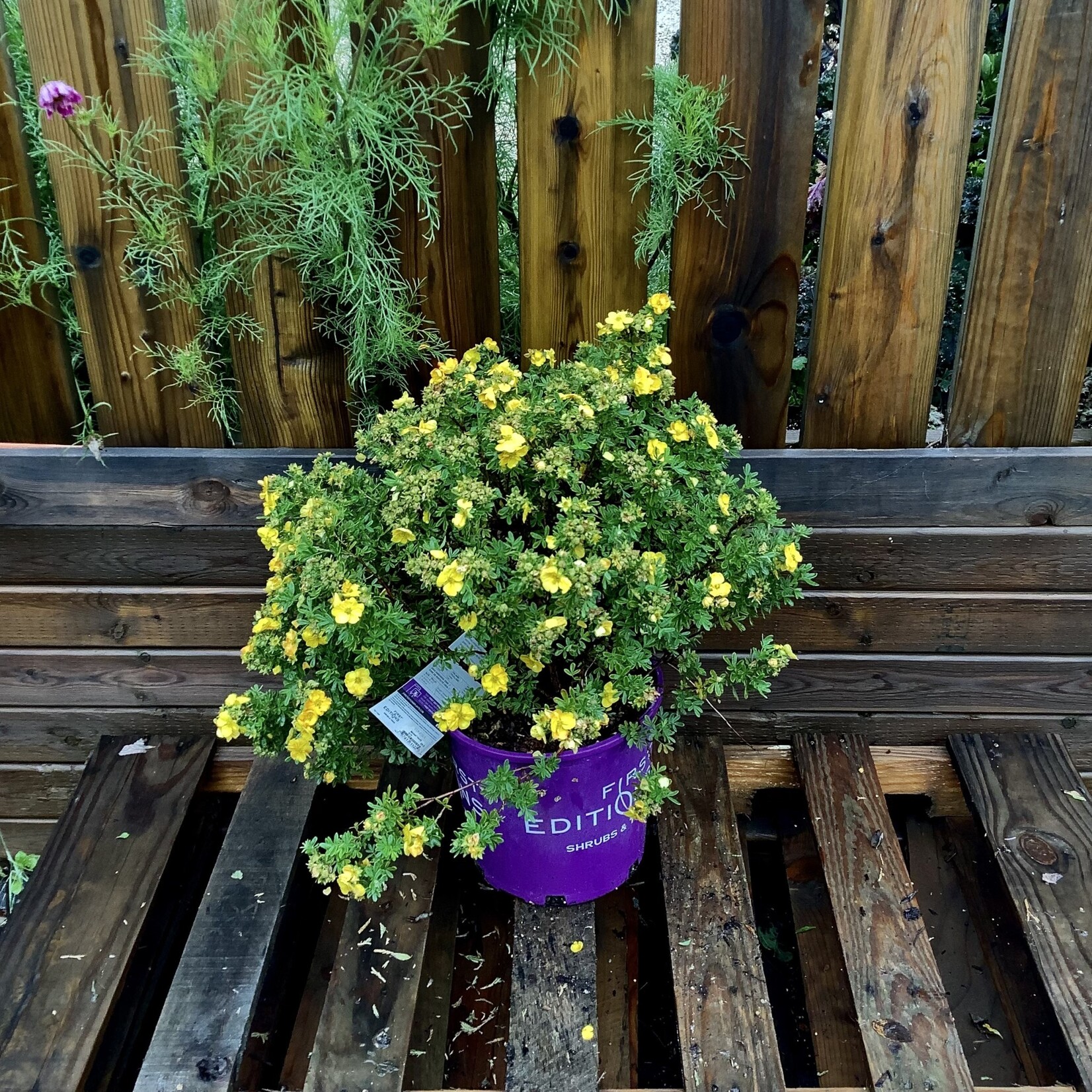 Marmalade‚Ñ¢ Potentilla