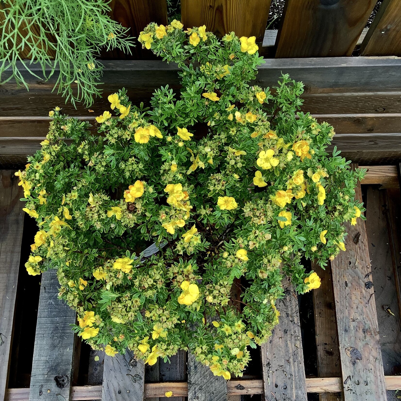 Marmalade‚Ñ¢ Potentilla