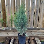 Blue Arrow Juniper