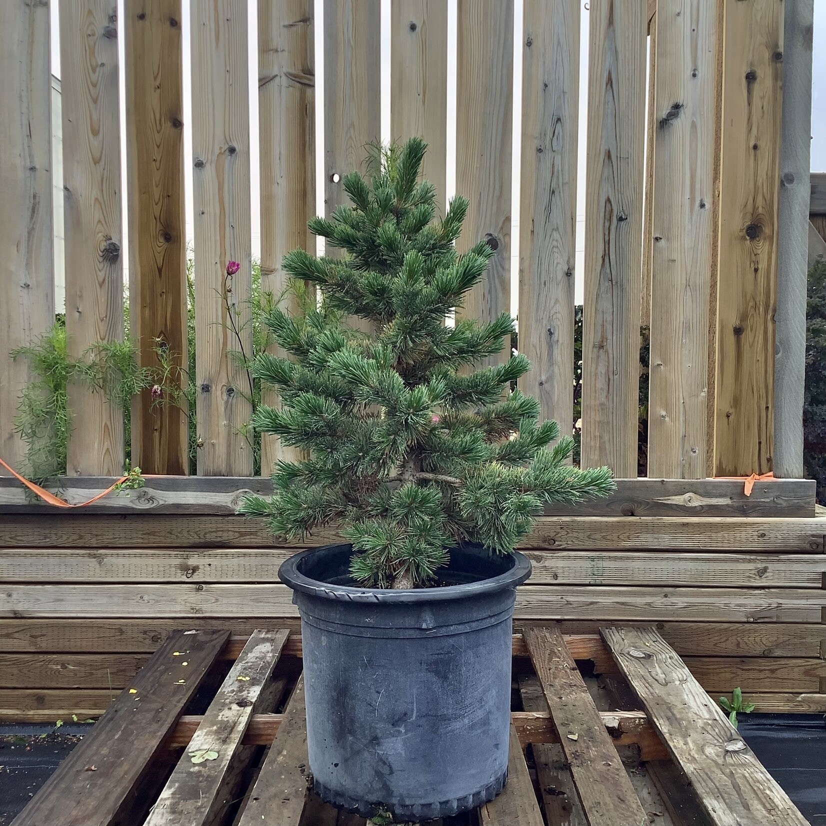 Bristlecone Pine