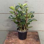 Peperomia Green 4"