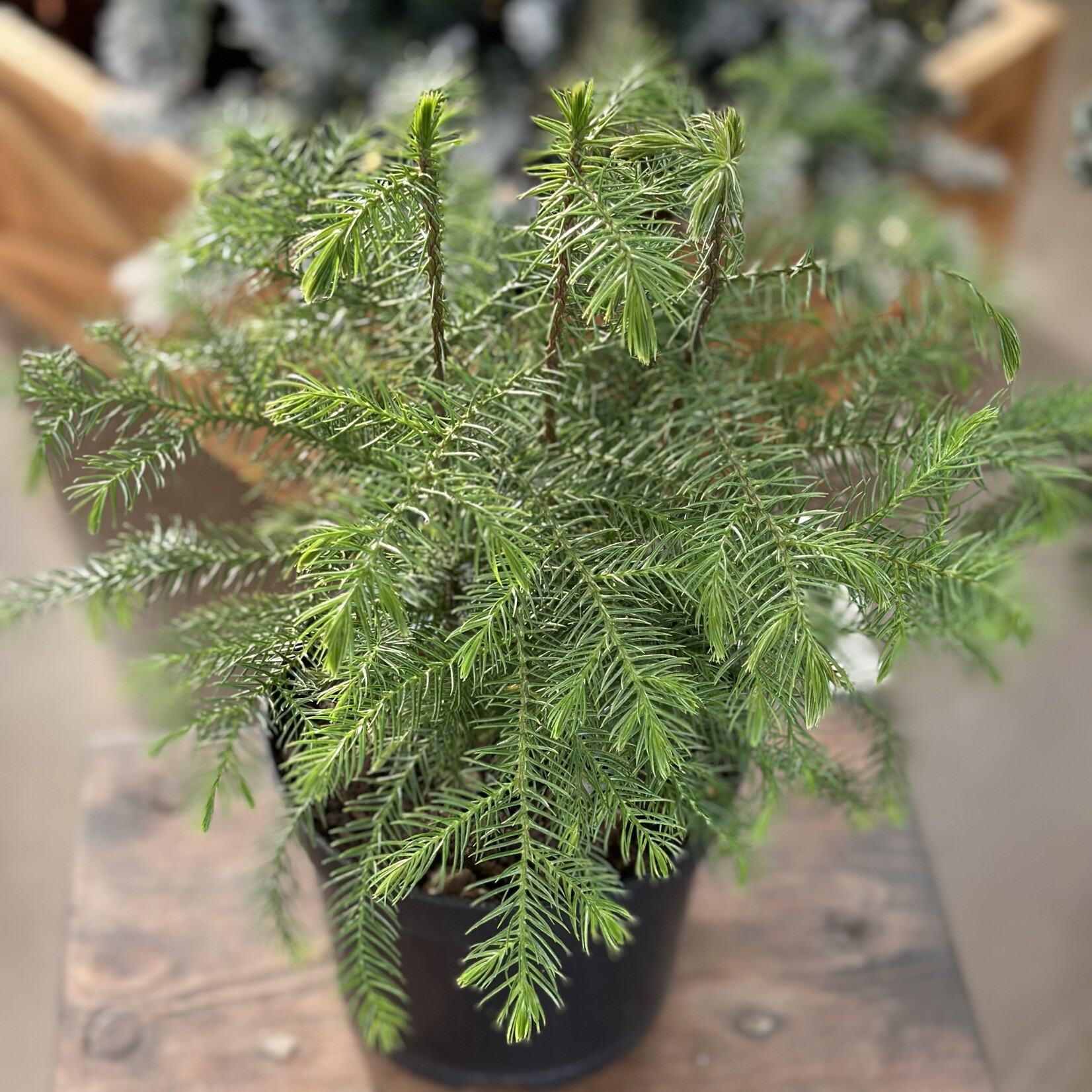 Norfolk Island Pine