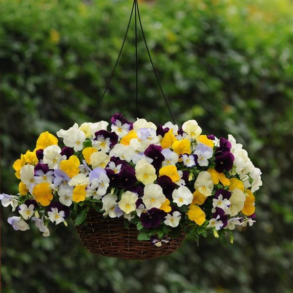 Pansy Cool Wave Basket