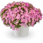 Pre-Book Petunia Itsy