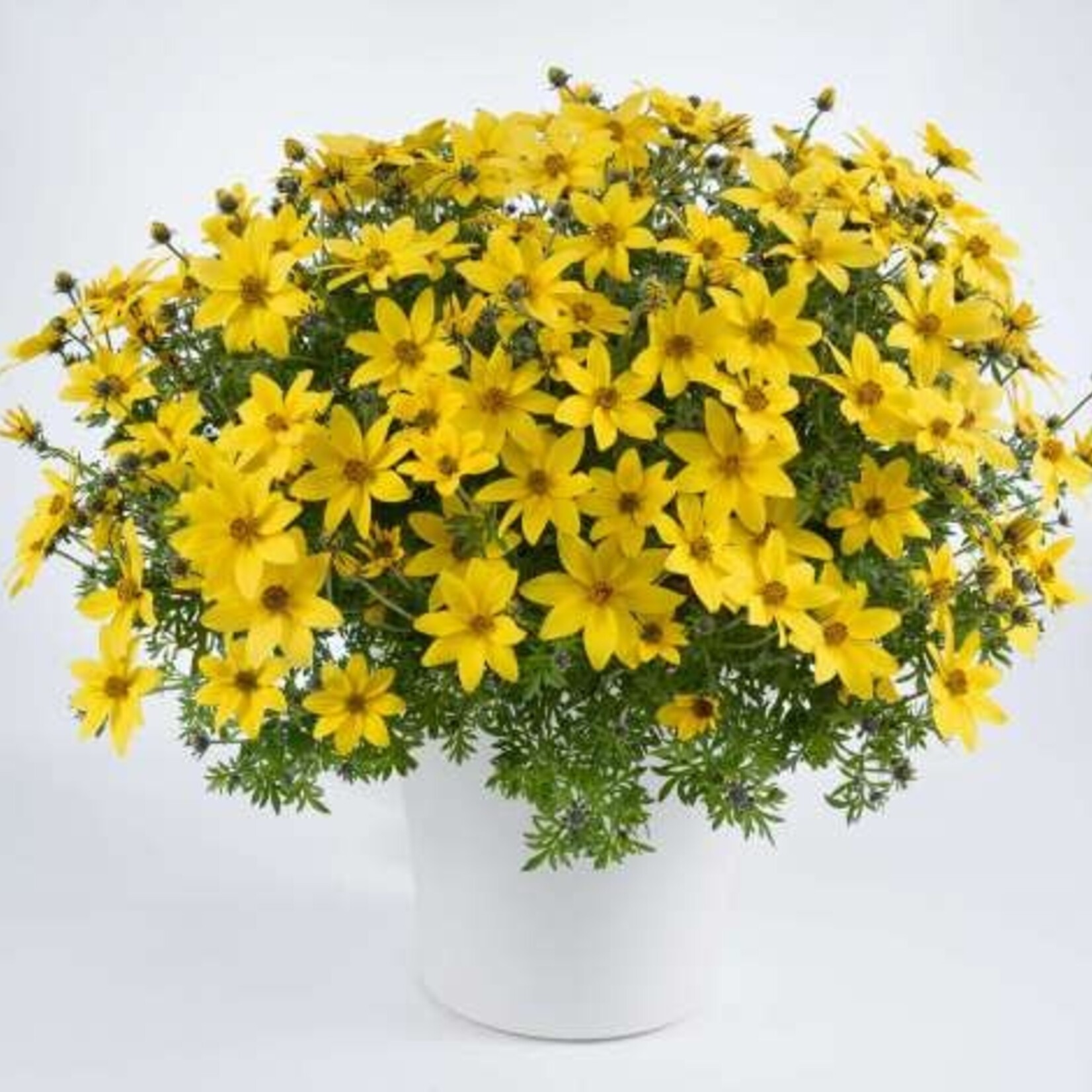 Pre-Book Bidens Pretty in Pink