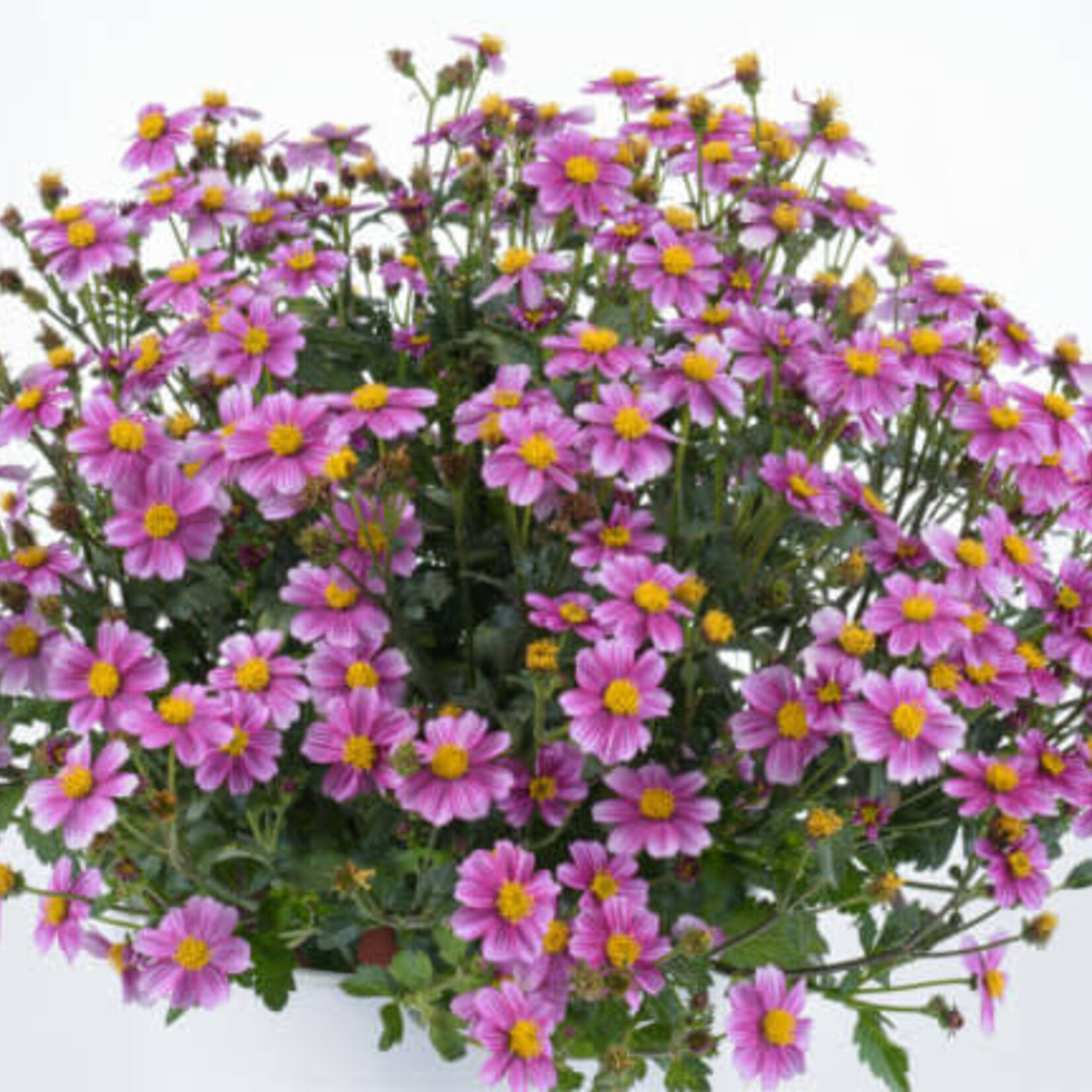 Pre-Book Bidens Pretty in Pink