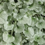 Pre-Book Dichondra Silver Falls