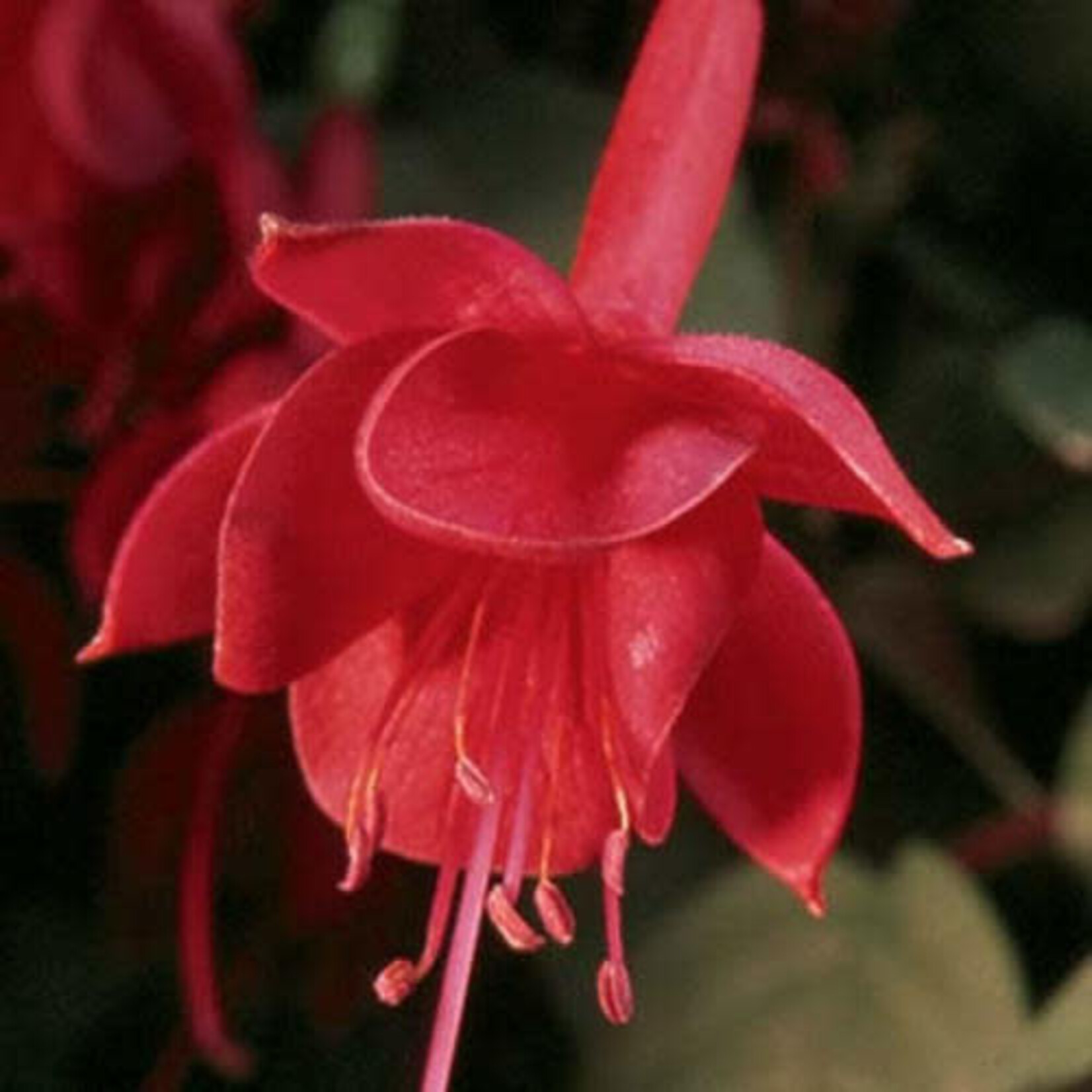 Pre-Book Fuchsia, Trailing