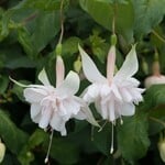 Pre-Book Fuchsia, Trailing