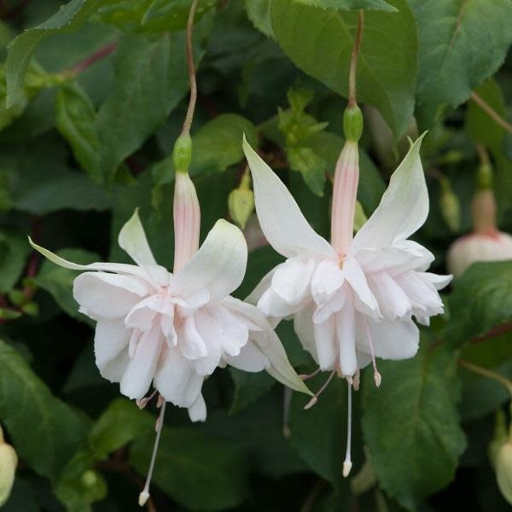 Pre-Book Fuchsia, Trailing