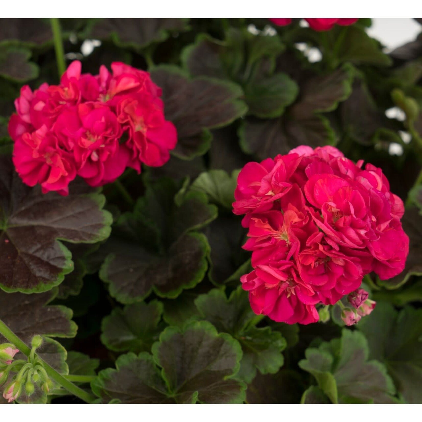 Pre-Book Geranium Brocade