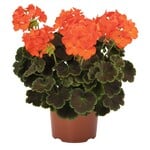 Pre-Book Geranium Brocade