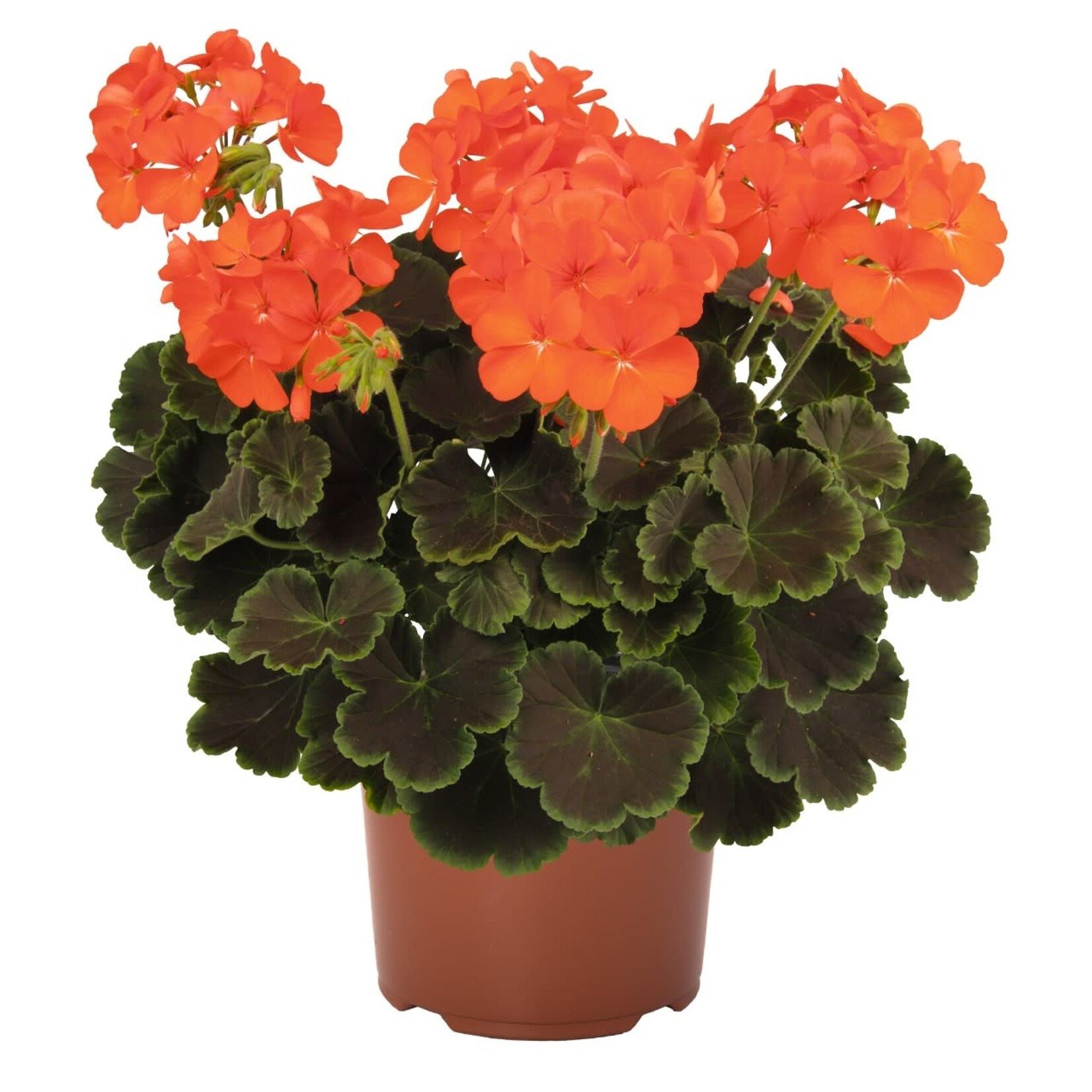 Pre-Book Geranium Brocade