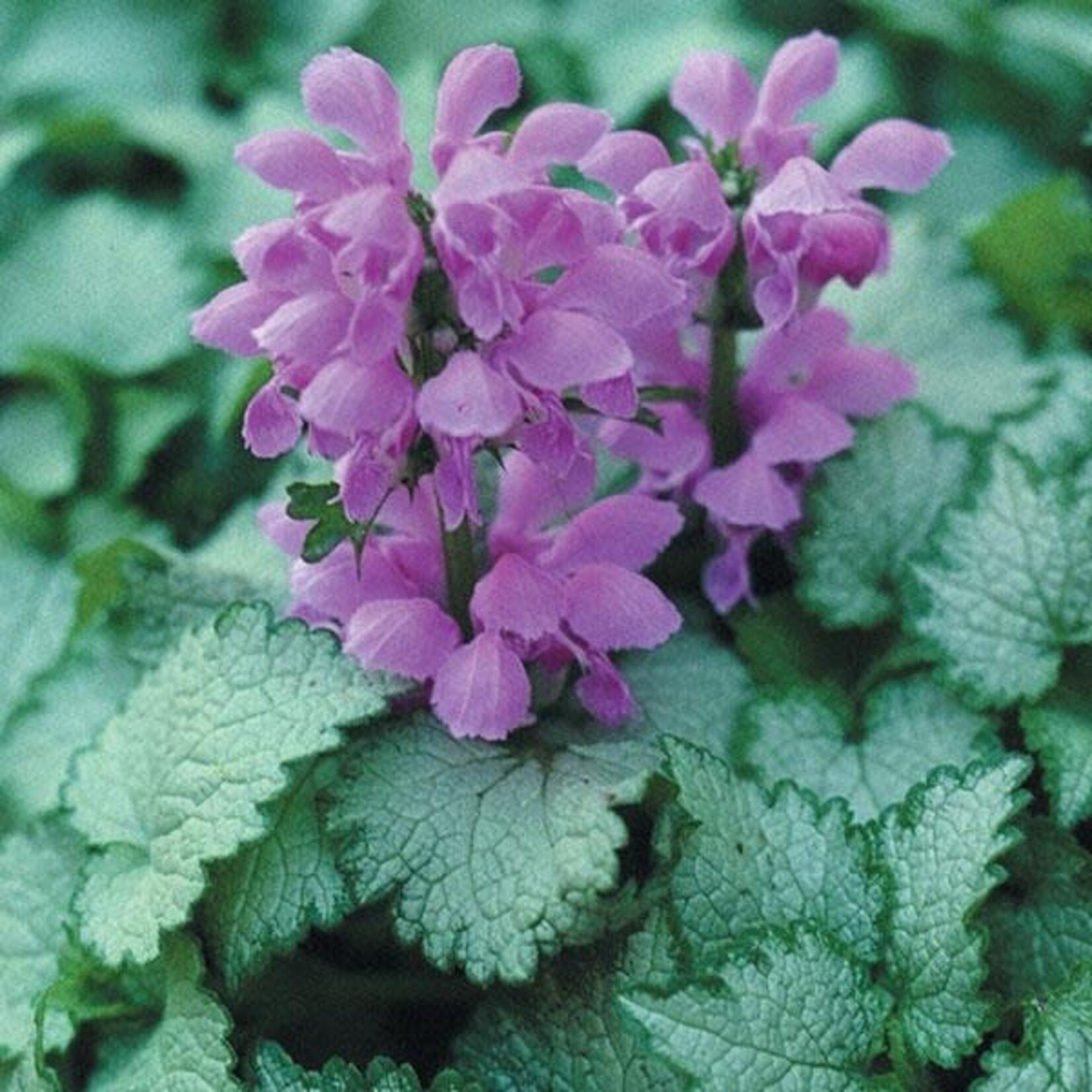 Pre-Book Lamium Orchid Frost