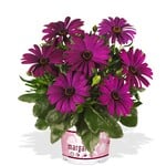 Pre-Book Osteospermum Margarita