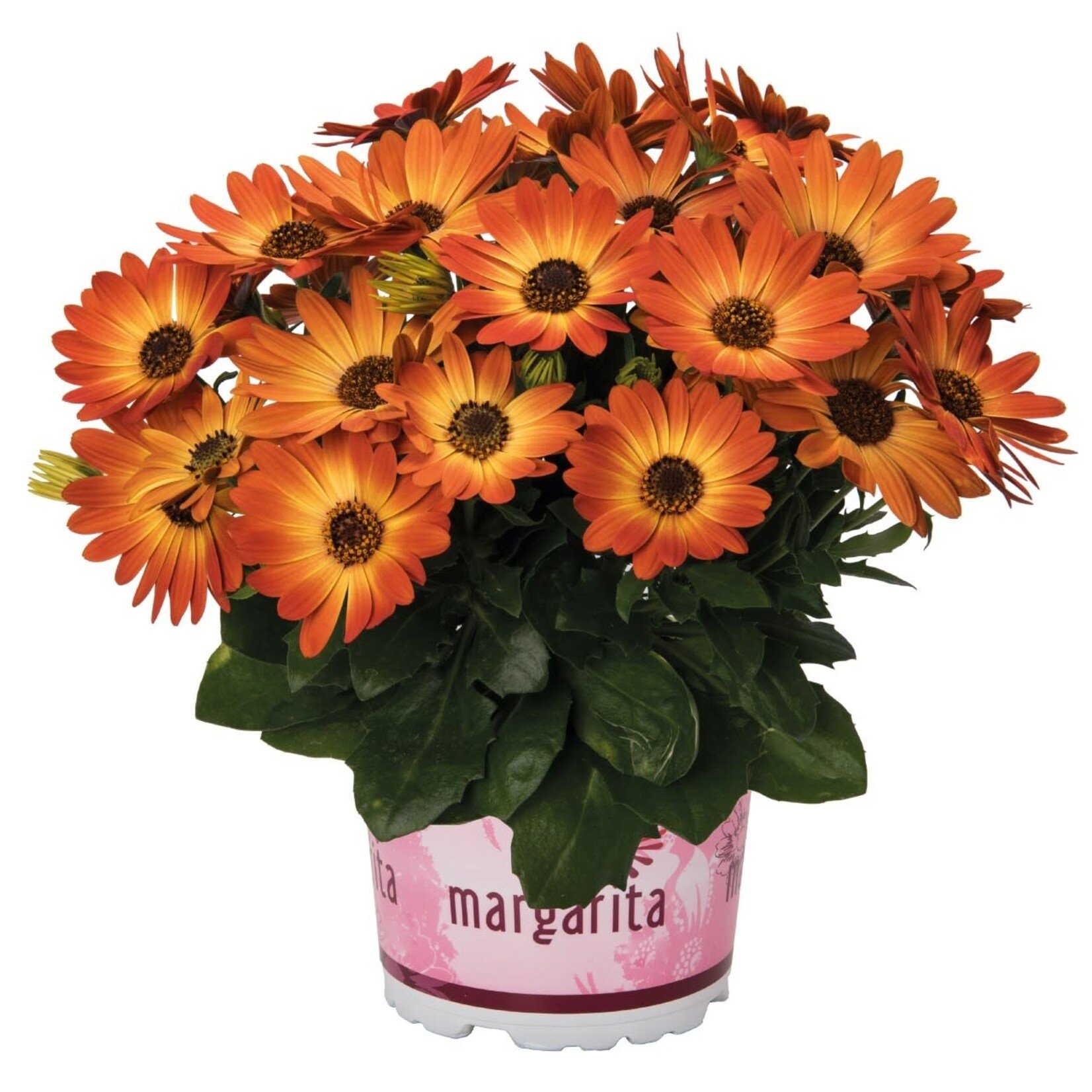 Pre-Book Osteospermum Margarita