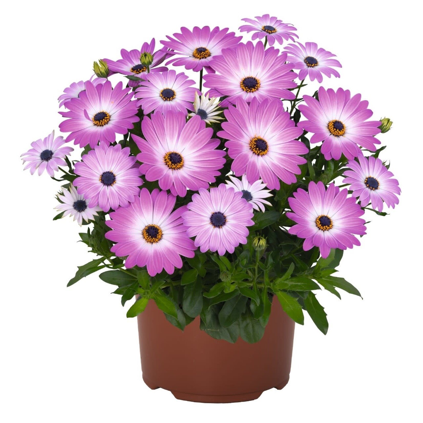 Pre-Book Osteospermum Margarita