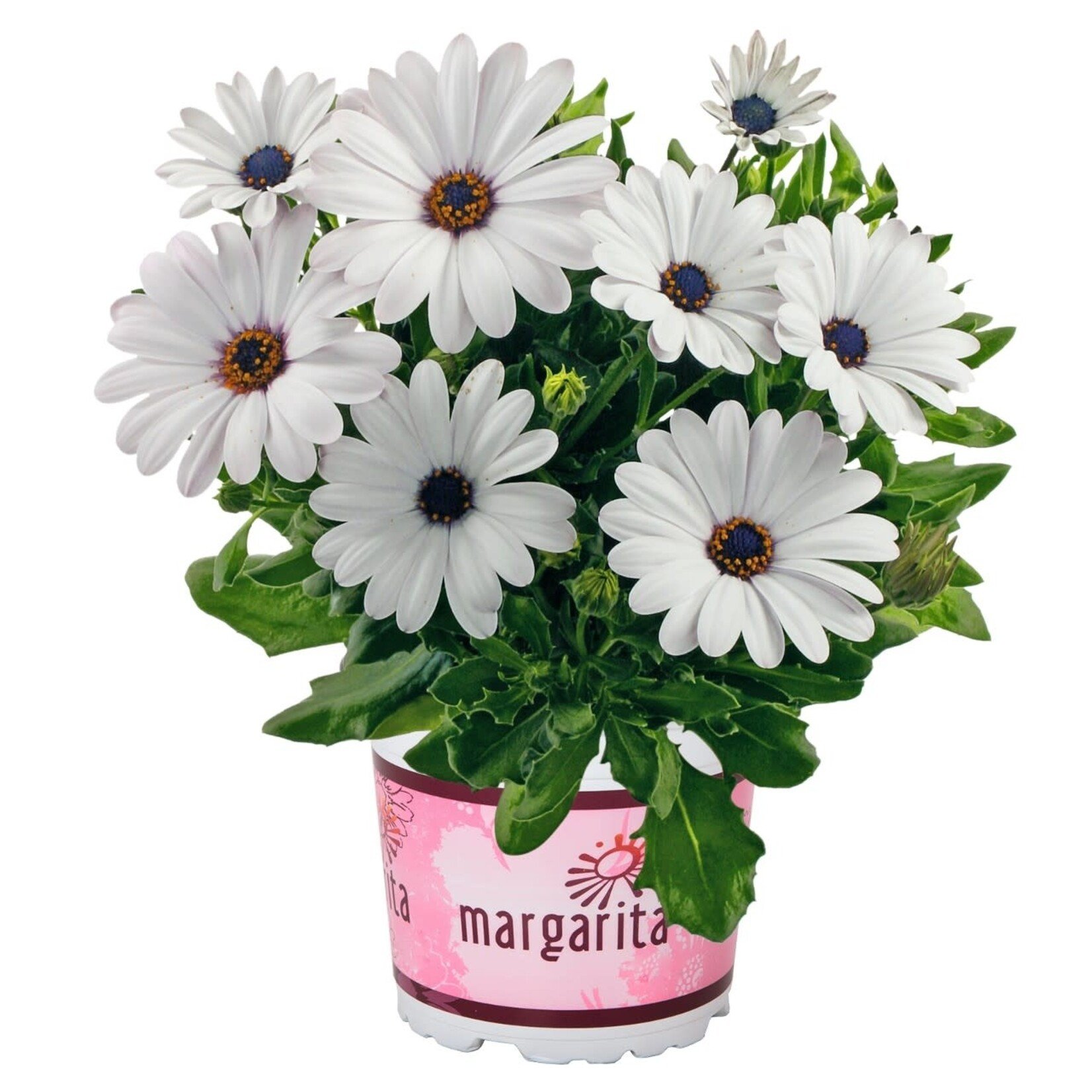 Pre-Book Osteospermum Margarita