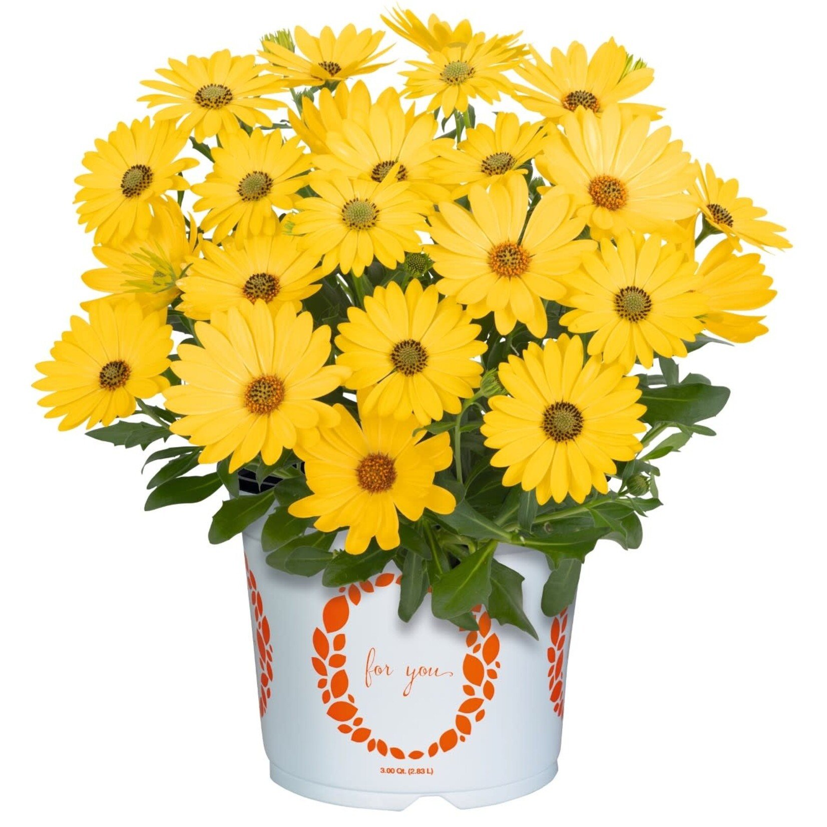 Pre-Book Osteospermum Margarita