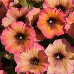 Pre-Book Petunia Cascadia