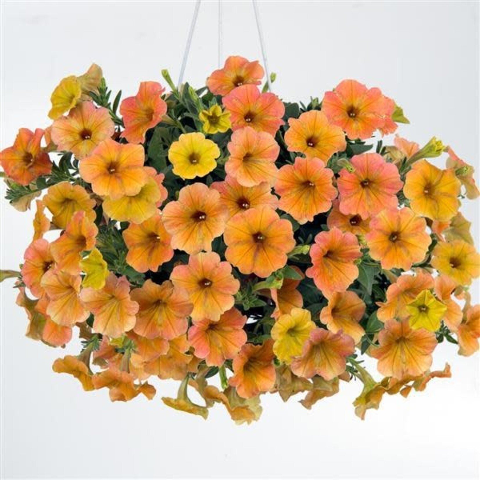 Pre-Book Petunia Cascadia