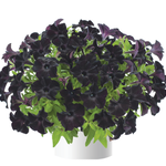 Pre-Book Petunia Ray Black
