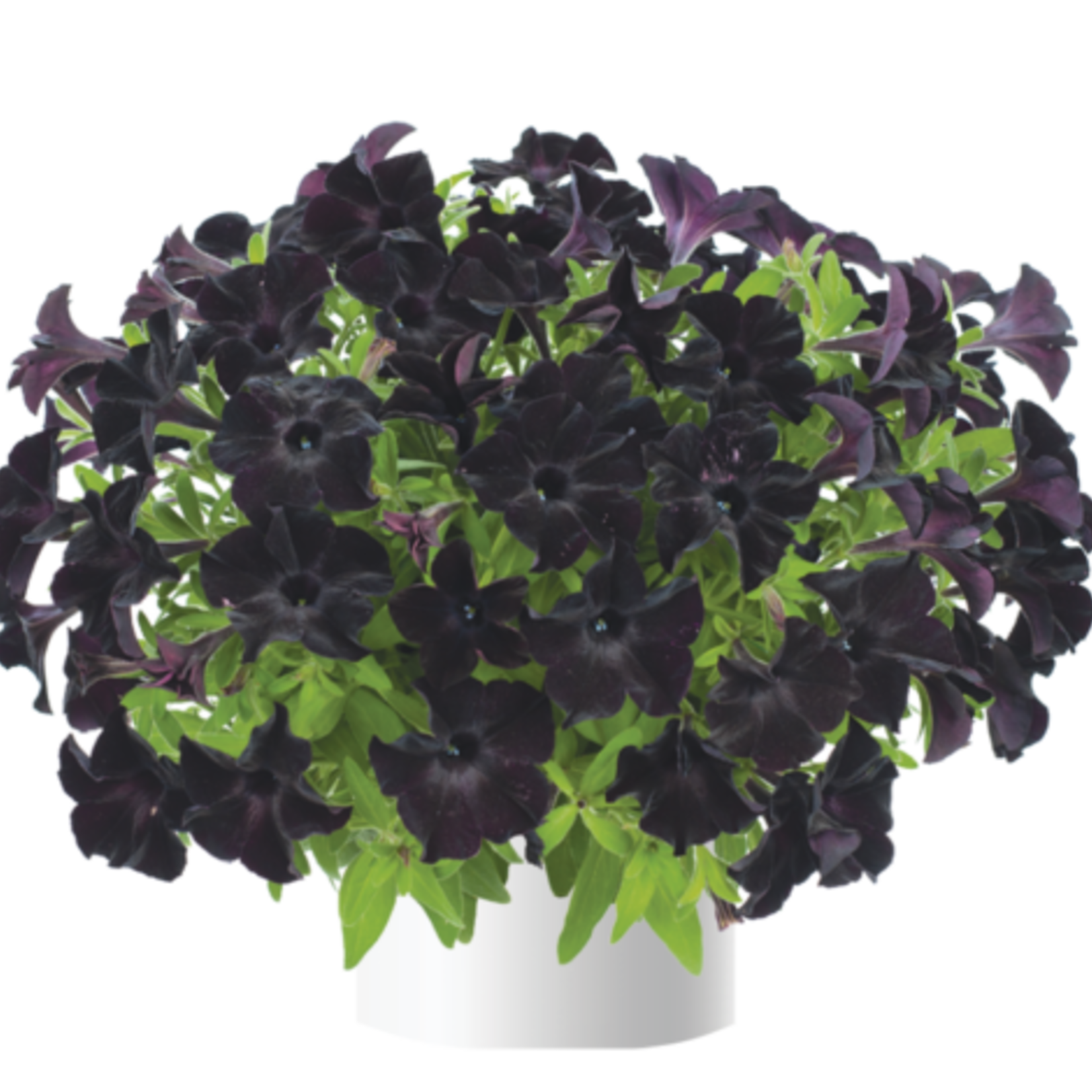 Pre-Book Petunia Ray Black