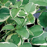 Pre-Book Vinca Vine Variegated