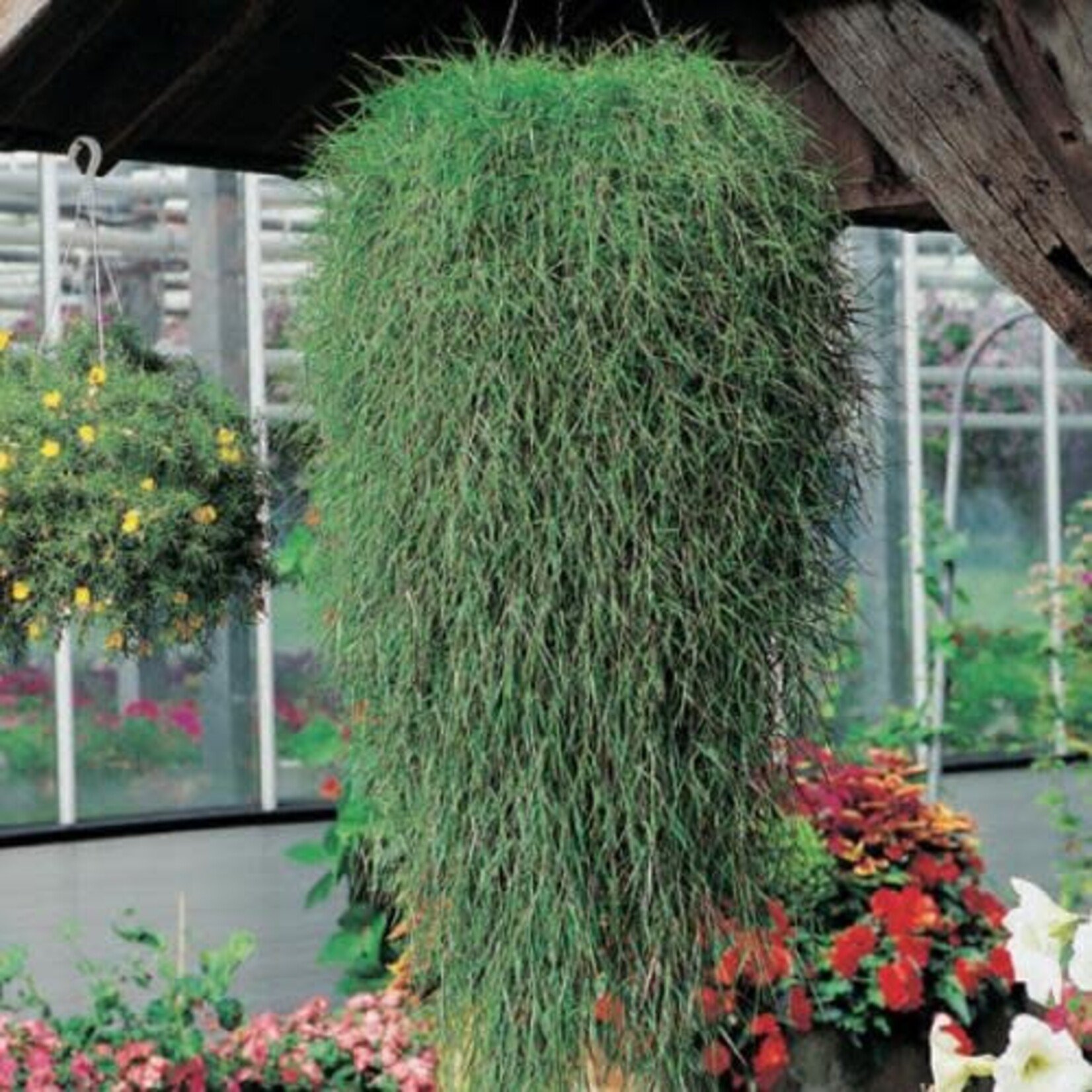 Pre-Book Agrostis Green Twist (Bamboo)