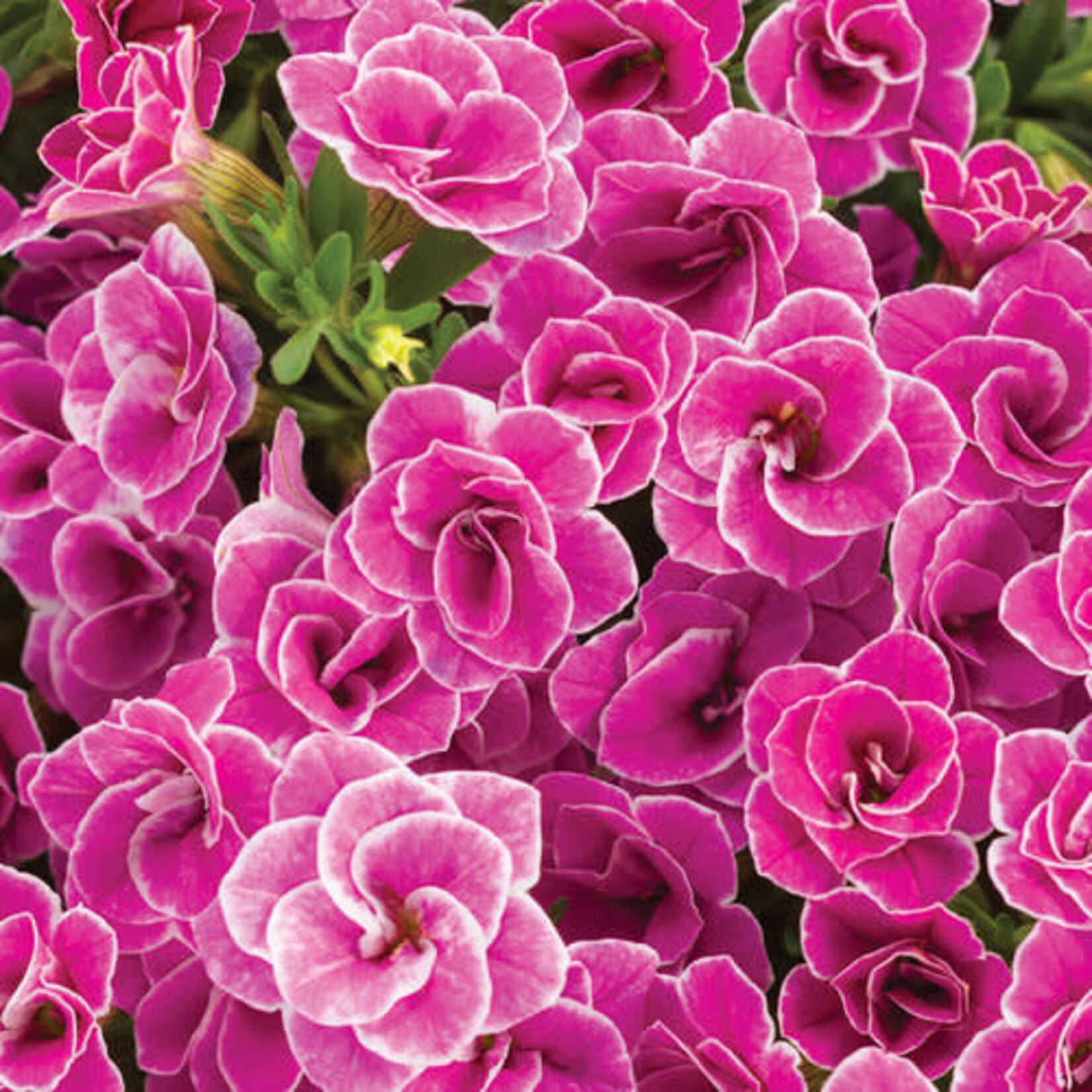 Proven Winners Pre-Book Calibrachoa Superbells Double